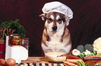 Alimentazione Casalinga per il Cane: Pro e Contro