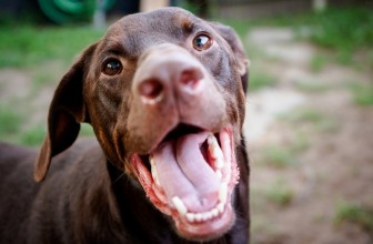 L’alito del cane e la salute del cavo orale