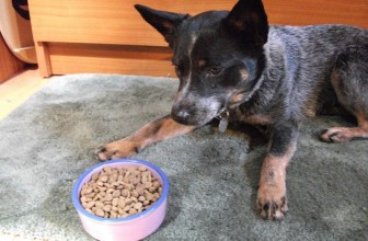 Il mio cane mi ringhia quando mangia. Che posso fare?