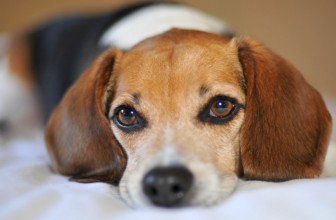I cani piangono quando sono tristi?