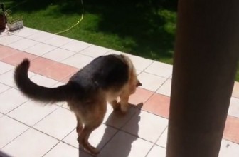 Il Cane Fissa o Insegue le Ombre: Cosa Fare?
