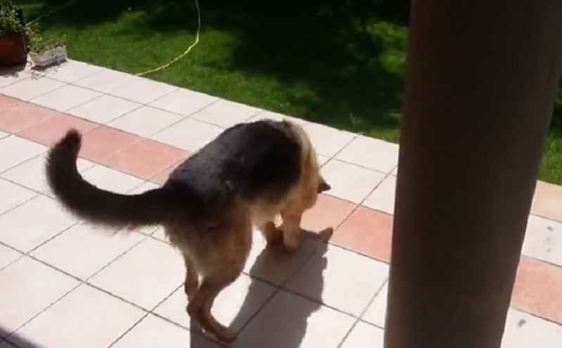 Il Cane Fissa o Insegue le Ombre: Cosa Fare?