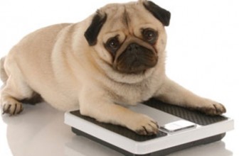 Come aiutare il cane a perdere peso