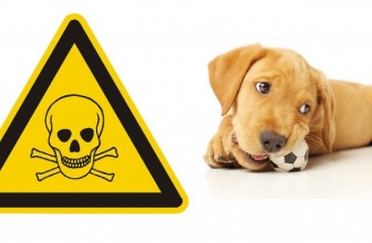 Sintomi di avvelenamento nel cane: cosa fare