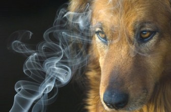 Il Fumo Passivo sui Cani