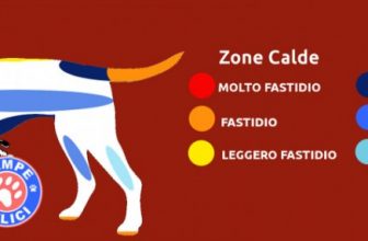 Dove accarezzare un cane?