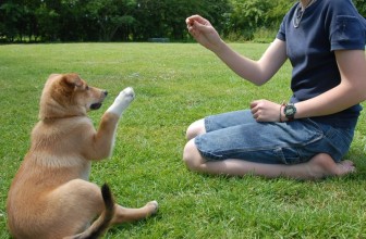 7 errori comuni quando si educa un cane