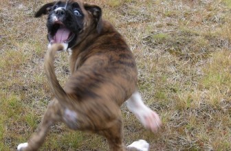 Il cane che si morde la coda: spinning
