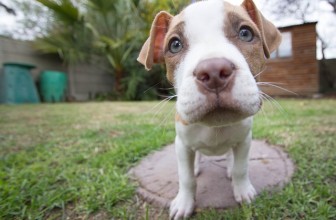 Come scegliere un cane (o farsi scegliere)