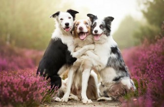 Studio: i Cani sono davvero altruisti?