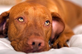 Il diabete mellito nel cane: cause, sintomi e terapia