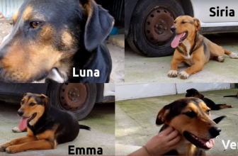 4 cani in un gattile – Adozione del cuore (video)
