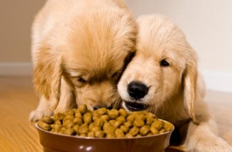 Il mio cane mangia troppo in fretta