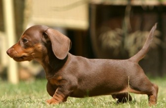 La leggenda dei cani da appartamento