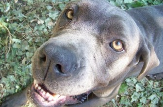 Perchè al mio cane piacciono i randagi?