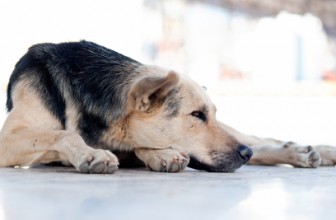 L’artrosi nel cane