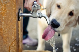 Quando il cane beve troppo: cosa fare?