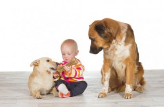 Il cane può provare gelosia?