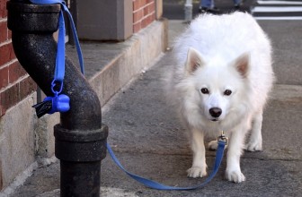 Furti di cani in Italia: dati impressionanti. Come prevenire?