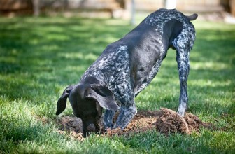 Il cane scava buche in giardino. Come comportarsi