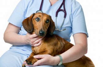 L’Ehrilichiosi nel cane: cause, sintomi e terapia