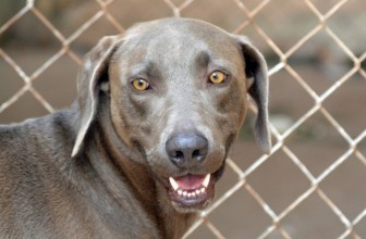 La castrazione del cane maschio