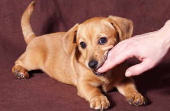 Il cucciolo morde le mani: cosa fare?