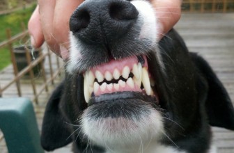 Come Calcolare l’età del Cane: capire quanti Anni ha dai Denti