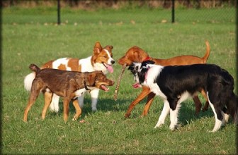 Il mio cane è stato morso, e adesso ho paura