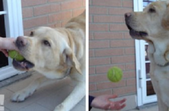 Come insegnare al cane il comando “lascia”