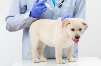 Le vaccinazioni del cane: Tutto quello che Devi Sapere