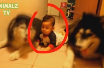 11 cose incredibili che questi cani fanno meglio di molti Umani