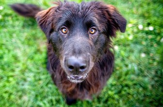 Il Cimurro nel cane: Cause, Sintomi e Terapia