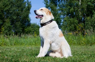 Perché il cane non mi ascolta?