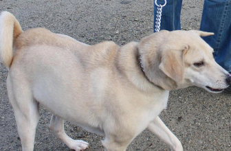 Perchè il cane rizza il pelo sulla schiena? La piloerezione