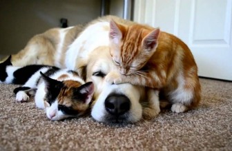 Quanto tempo deve dormire un cane?