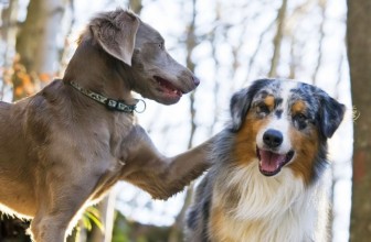 Il lutto nel cane: quando perde un suo “fratello”