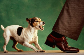 Il mio cane ha morso una persona: cosa rischio?