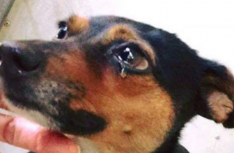 Lacrimazione eccessiva nel cane: cause