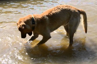 Cold tail nel cane, ovvero: la coda resta bassa