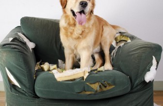 Comportamento distruttivo nel cane