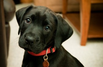 La medaglietta identificativa del cane: accessorio indispensabile
