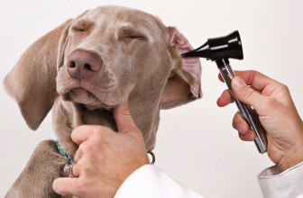 Otoematoma del cane: cause, sintomi e cura