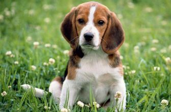 Assicurazione RC per il Cane: le polizze per i danni a cose e persone