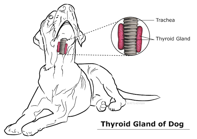 ghiandola-tiroide