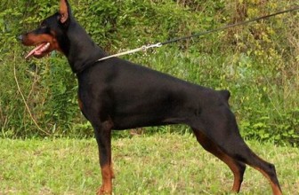 E’ legale tagliare coda ed orecchie del cane?