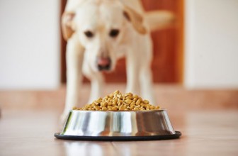 Esercizi di autocontrollo del cane – La ciotola