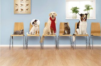 Assicurazione Sanitaria per le Spese Veterinarie del Cane