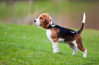 La malattia di Lyme nel cane