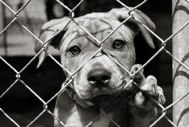 5 miti da sfatare se adotti un cane da un canile-rifugio